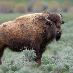 National Parks