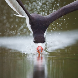 Wildlife